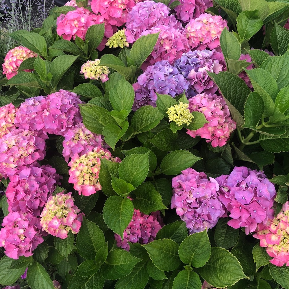 Meet your Posher, Audrey